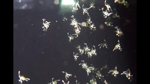 Day 13 of peppermint shrimp grow out