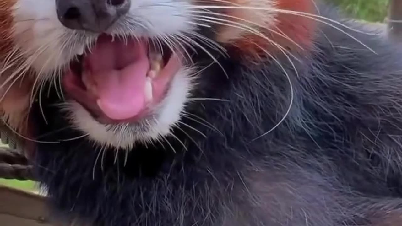 Who wants cute red Panda Gimme that thing! So cute! Fur ball of cuteness!