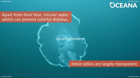 Moon Jellies Fabulous Floaters Oceana