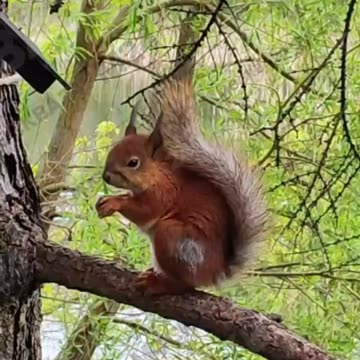 Red tailed squirrel