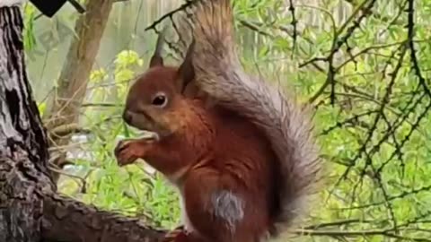 Red tailed squirrel