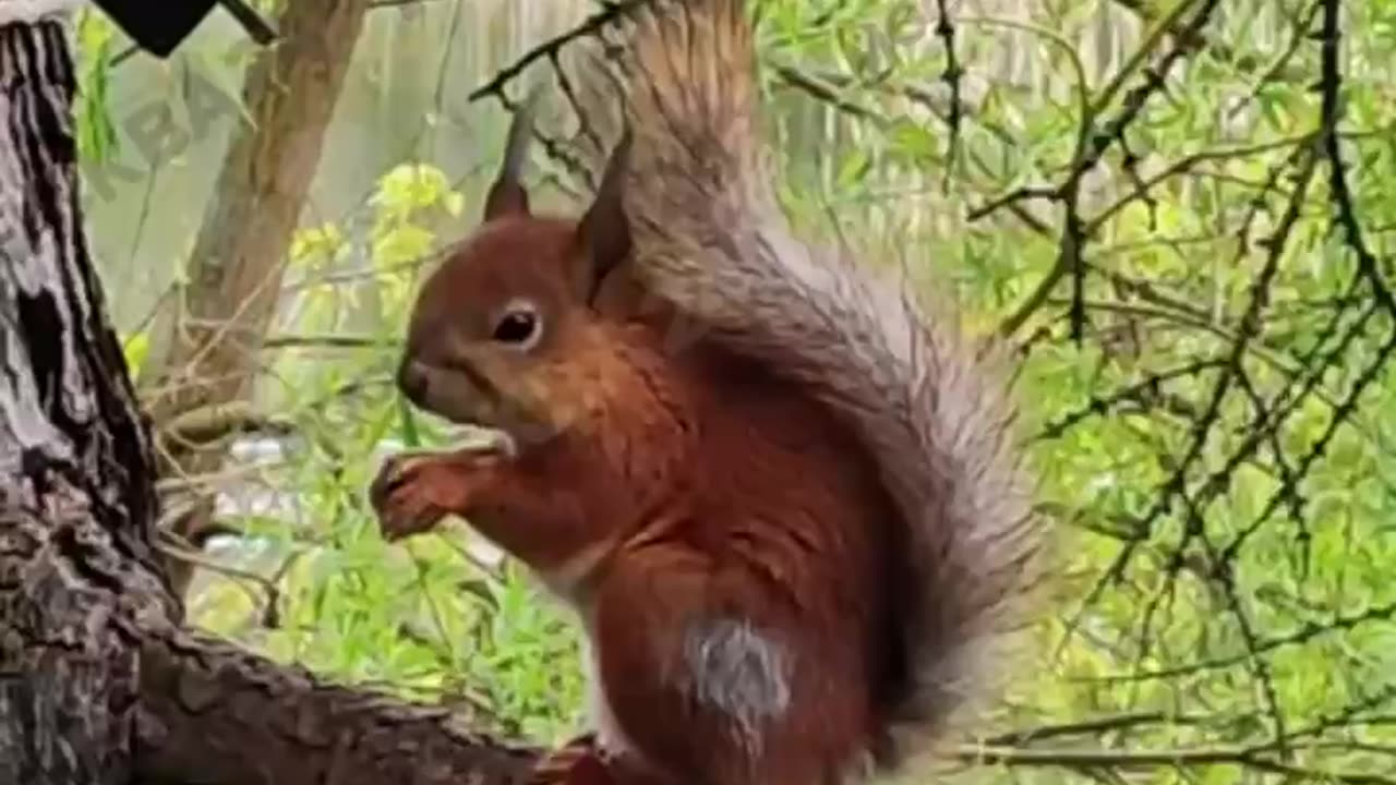 Red tailed squirrel