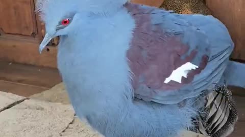 Blue Victoria Crowned Pigeon