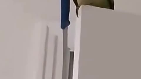 Ruh Roh