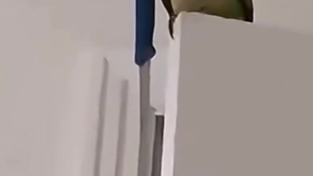 Ruh Roh