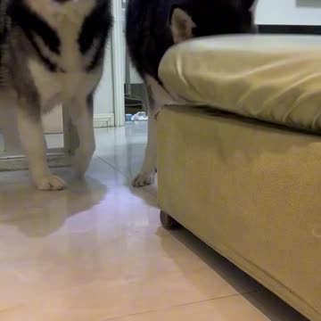 Stealthy pickpocket team