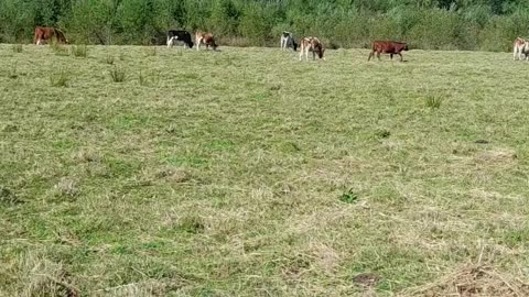 cow