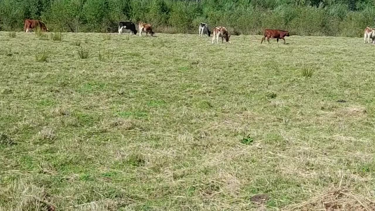 cow
