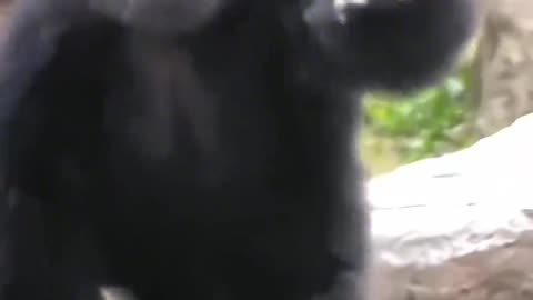 Chang DA voice BOBO gang BO BOBO gang locomotive boy gorilla