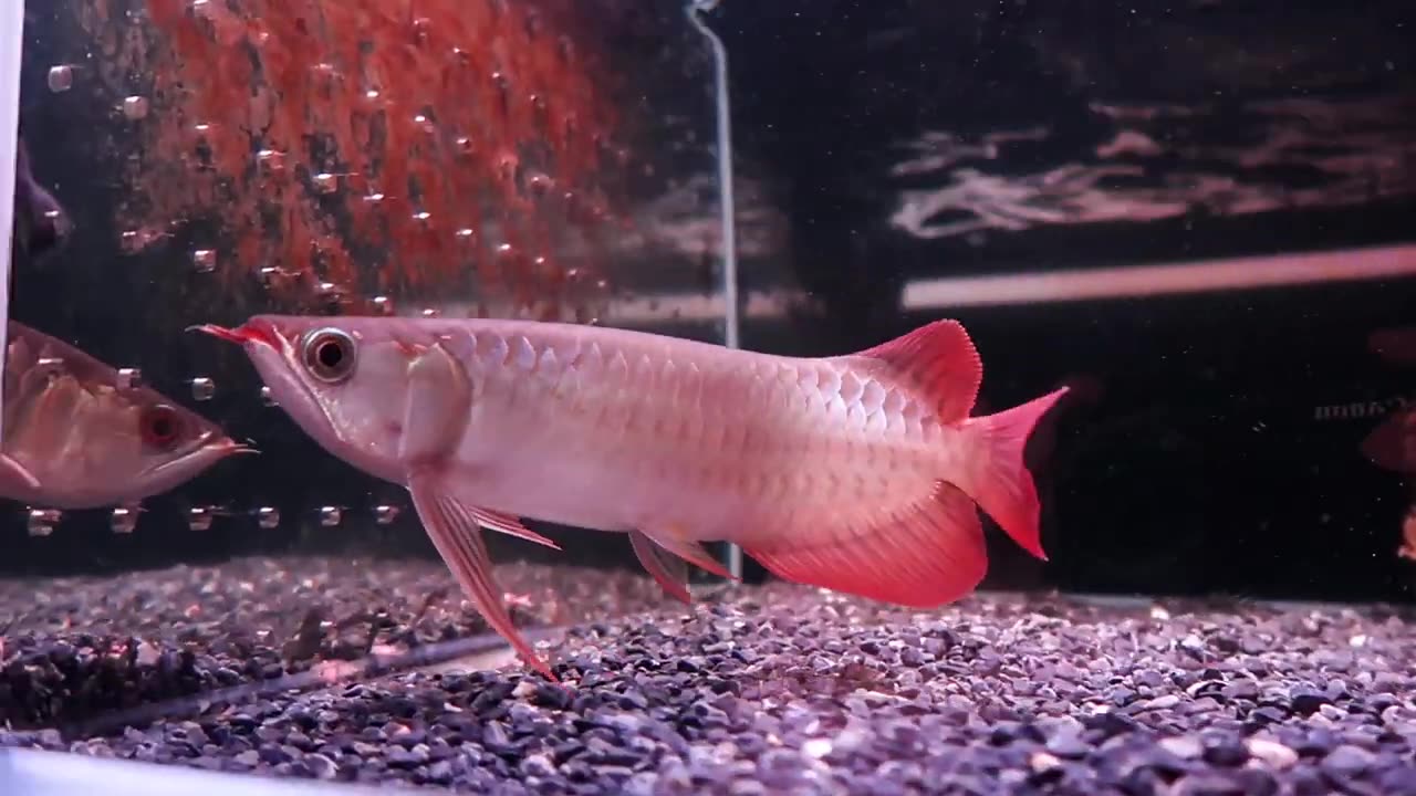 【龍爵士】26公分 特印尼紅