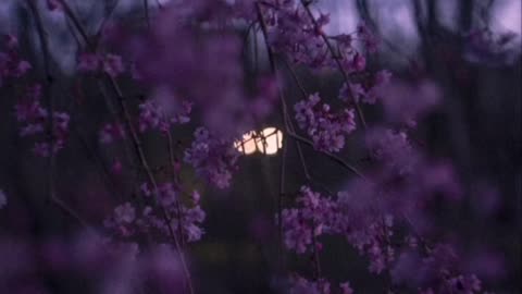 PURPLE GUM