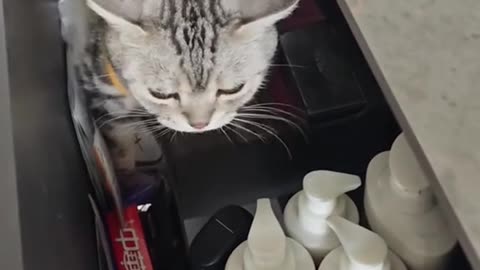 cat