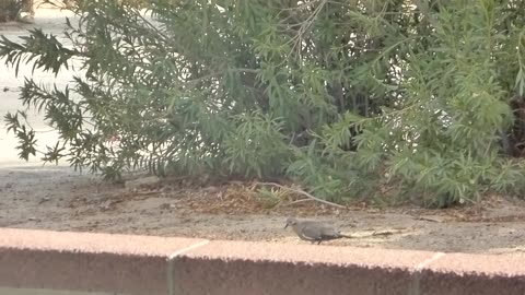 Lone dove gets seed