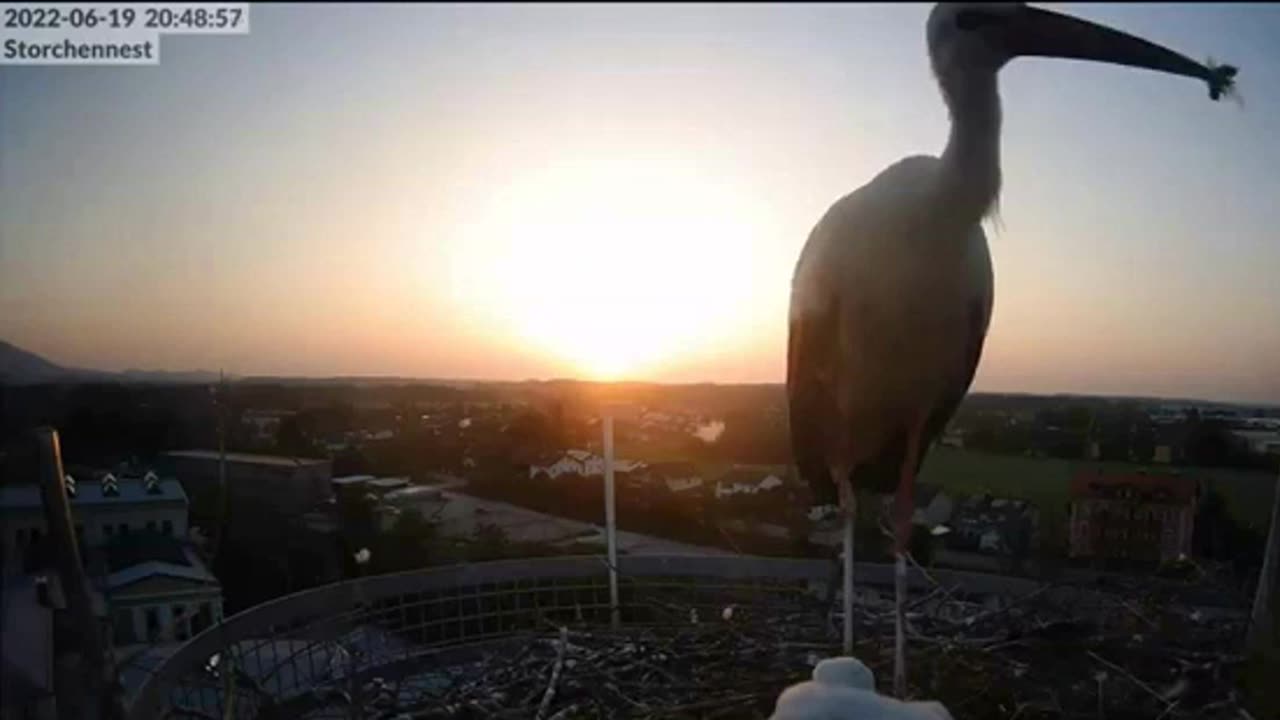 The stork catches the hornet