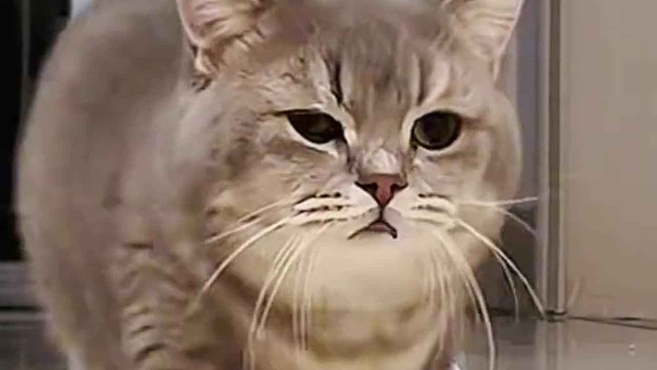 Funny video 🤣🤣❤️