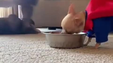 Proof that size doesn't matter when you have attitude! 😂