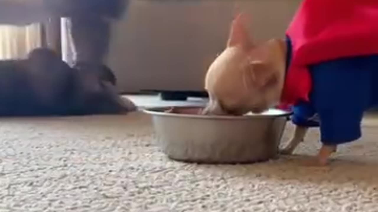 Proof that size doesn't matter when you have attitude! 😂