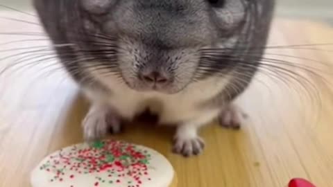 🐶🍪🎄 He Tried to Eat the Christmas Treat Too Early… And Got Caught 😂✨