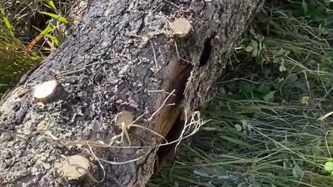 Tree work