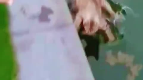 Funny cat