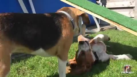 Top 10 funniest Beagle Dog parties you have to see