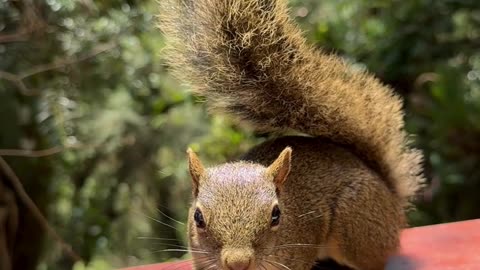 Amazing Squirrel Video #shotrs #shortvideo #animal #trending #cute