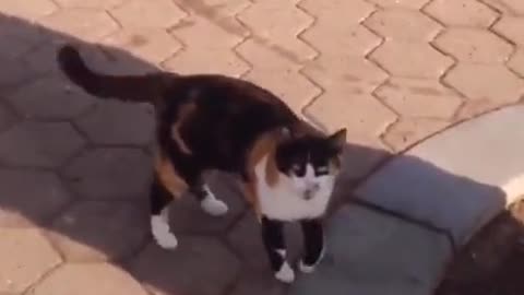 Cat sees his friend after a long time! @interesting