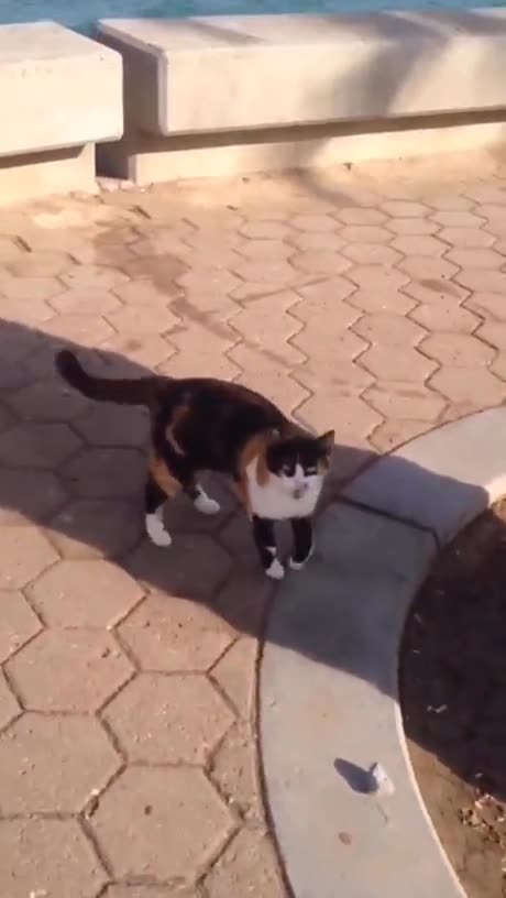 Cat sees his friend after a long time! @interesting