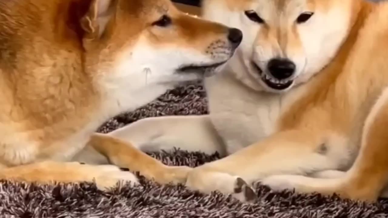 Adorable Chaos | Funny Cats & Kittens Edition πΎπ