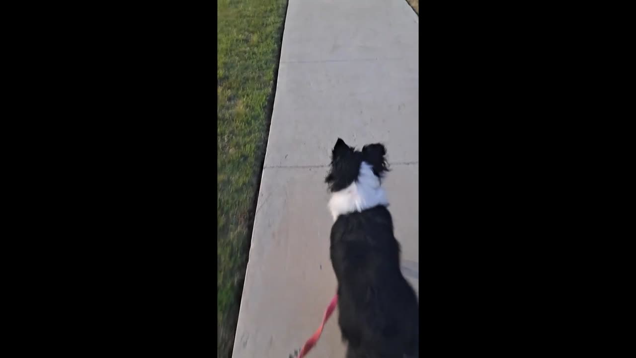 Lyla's Great Morning Walk