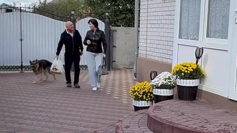 funny videos