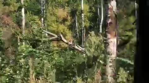 Dead crest from a Subscriber in the Sumy region