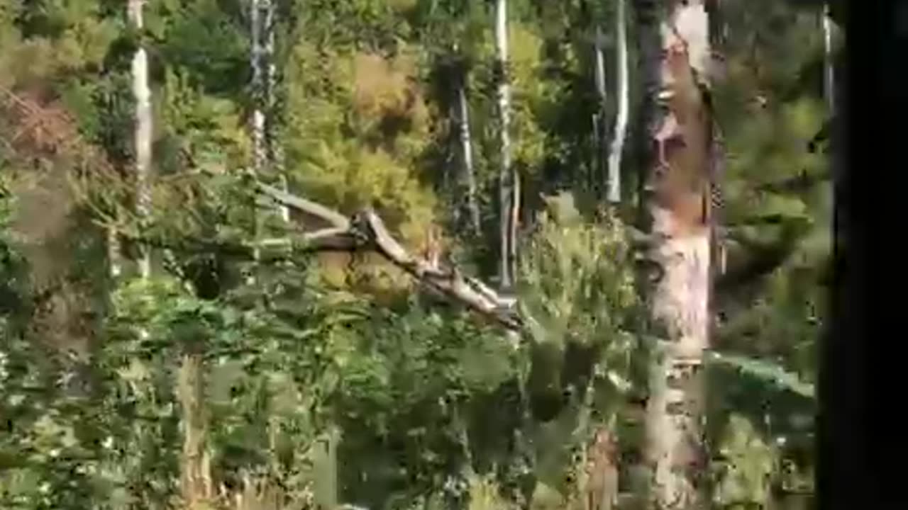 Dead crest from a Subscriber in the Sumy region