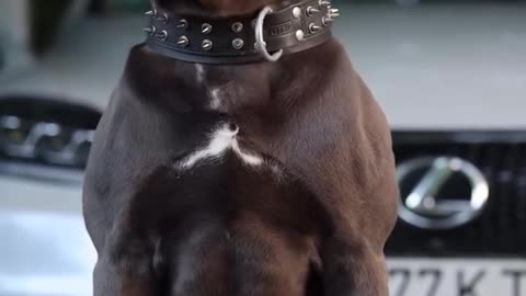 Mama de cursă și puiul ei – Dragoste și Curaj 🐕‍🦺❤️🐾
