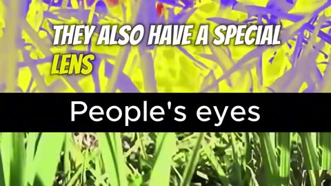 🐍 How Snakes See the World! #snake