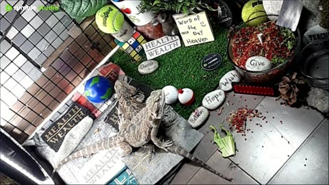 🔴LiveStream2025🔴05-02🍁🐉 Bearded🐲Dragons Day 33🔴 🍏Healthy4Life🐉 Mascots 🍎🐲 Meet Kobe & Health🐉 Day In The Life Of Bearded Dragons🐲🐉⭕Live🦎Streaming🔴