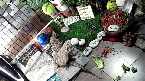 🔴LiveStream2025🔴05-02🍁🐉 Bearded🐲Dragons Day 33🔴 🍏Healthy4Life🐉 Mascots 🍎🐲 Meet Kobe & Health🐉 Day In The Life Of Bearded Dragons🐲🐉⭕Live🦎Streaming🔴