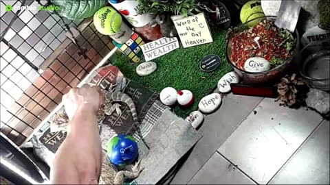 🔴LiveStream2025🔴05-02🍁🐉 Bearded🐲Dragons Day 33🔴 🍏Healthy4Life🐉 Mascots 🍎🐲 Meet Kobe & Health🐉 Day In The Life Of Bearded Dragons🐲🐉⭕Live🦎Streaming🔴