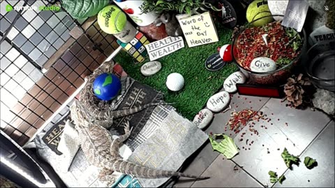 🔴LiveStream2025🔴05-02🍁🐉 Bearded🐲Dragons Day 33🔴 🍏Healthy4Life🐉 Mascots 🍎🐲 Meet Kobe & Health🐉 Day In The Life Of Bearded Dragons🐲🐉⭕Live🦎Streaming🔴