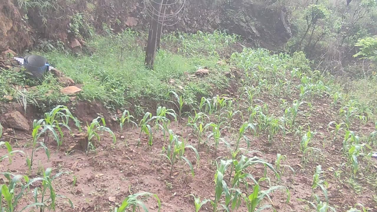 Organic fruits