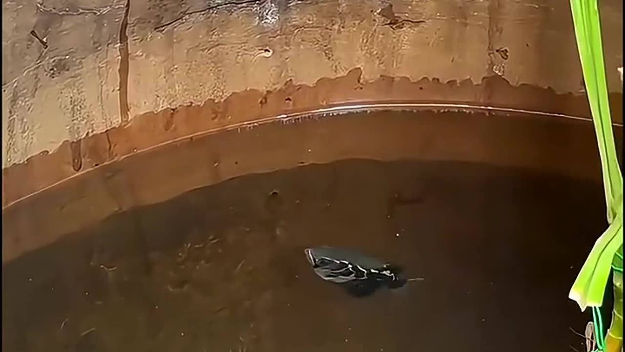 🤯✨ Unbelievable Zero Recoil With 100% Accuracy! | FeedMyCuriosity