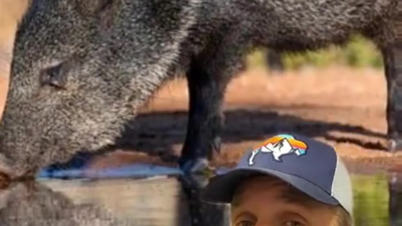 Feral Pig