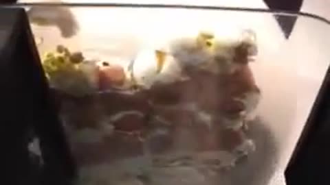 Eggs Crushed Under Butt