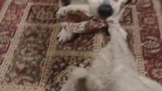 Biscuit tug 'o war! (Shorts)