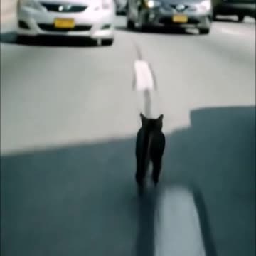 Kitties Playing in Traffic : The Movie