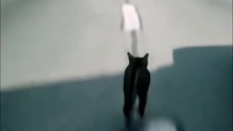 Kitties Playing in Traffic : The Movie