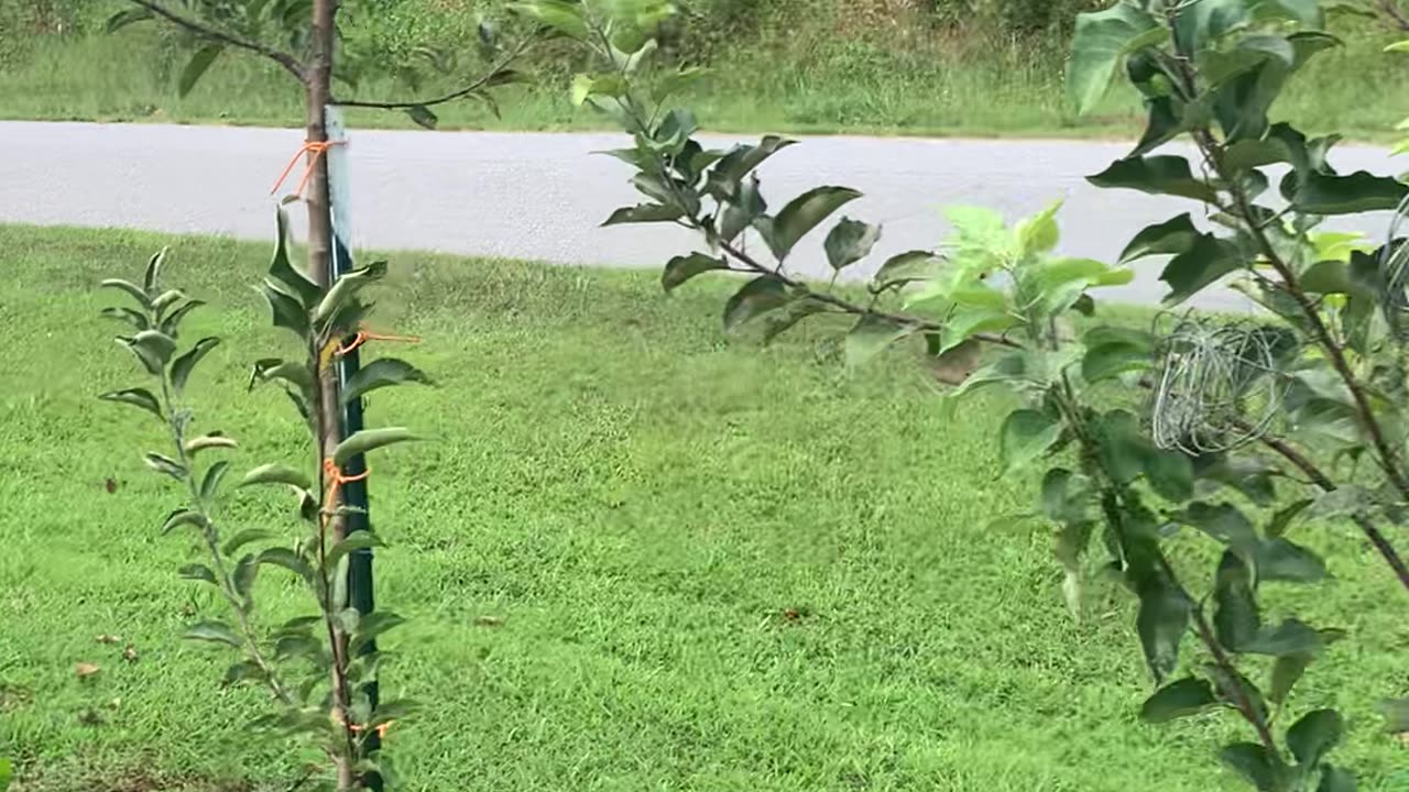 Dwarf Apple Trees (G41) & two semi-dwarf Apple Trees M111, M109