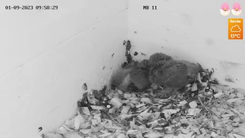 The morning toilet of the dove and... oops! 😅 🥰
