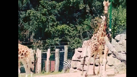 Giraffes: The Silent Observers of the African Plains