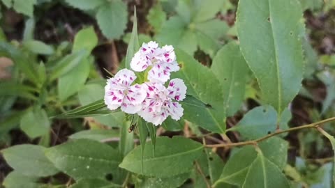 Sweet William